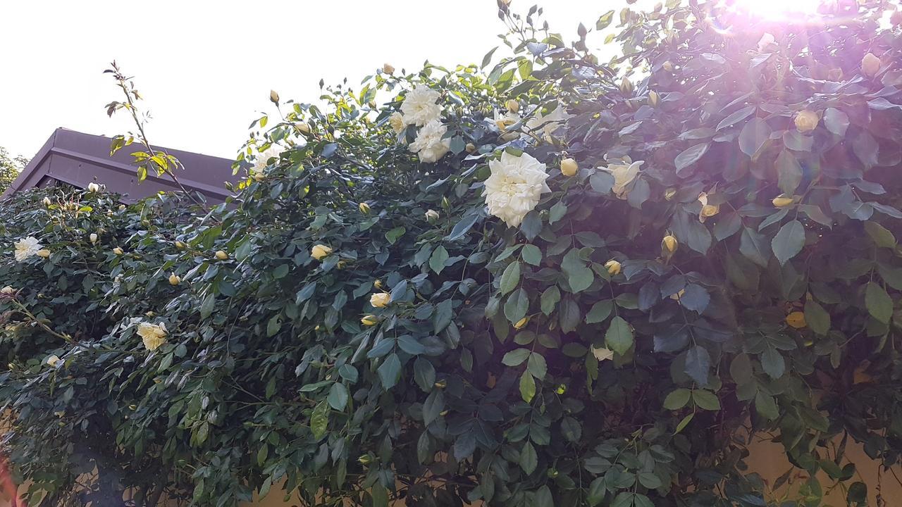 B&B La Cascina Di Monia E Mario Borgo Ticino ภายนอก รูปภาพ